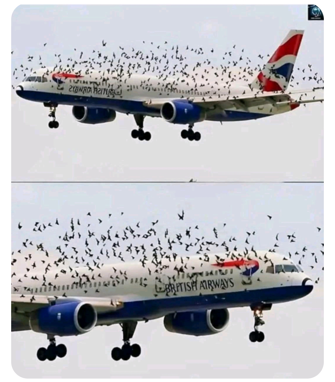 😯The pilot cried when he understood why the birds wouldn’t leave him alo…See more